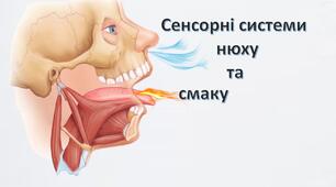 Сенсорні системи смаку та нюху