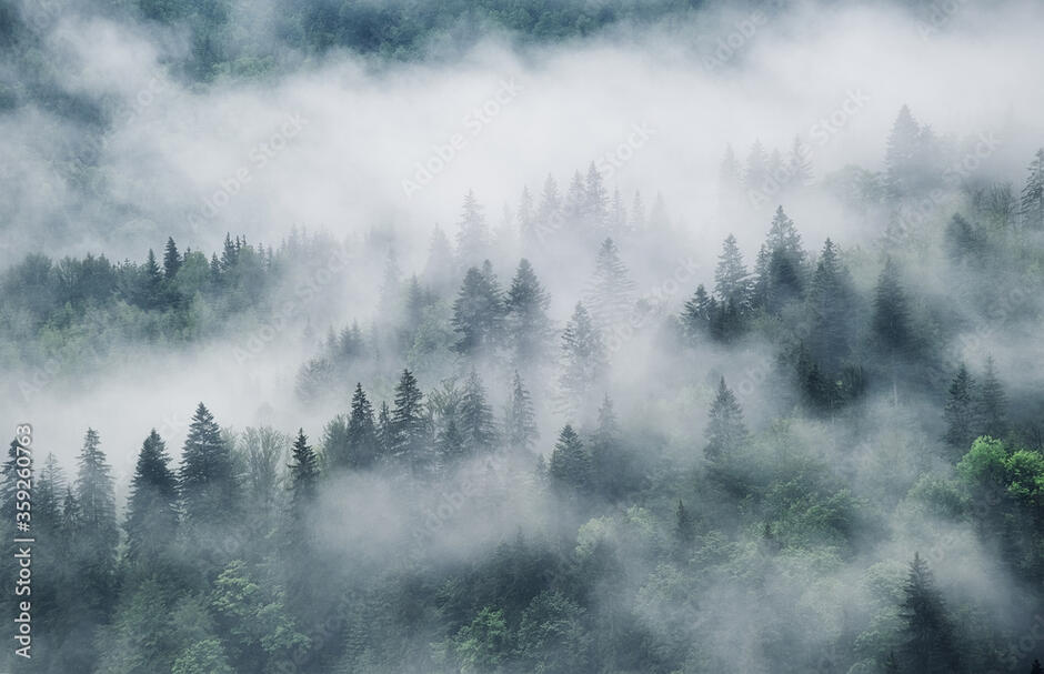 Fotografie Foggy forest in the mountains. Landscape with trees and mist. Landscape after rain. A view for the background. Nature - image ve službě Stock | Adobe Stock