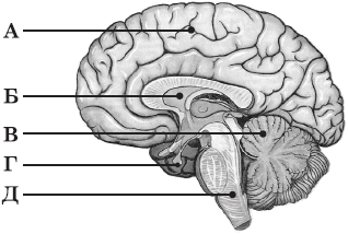 0800bzec-60c3-318x214.png