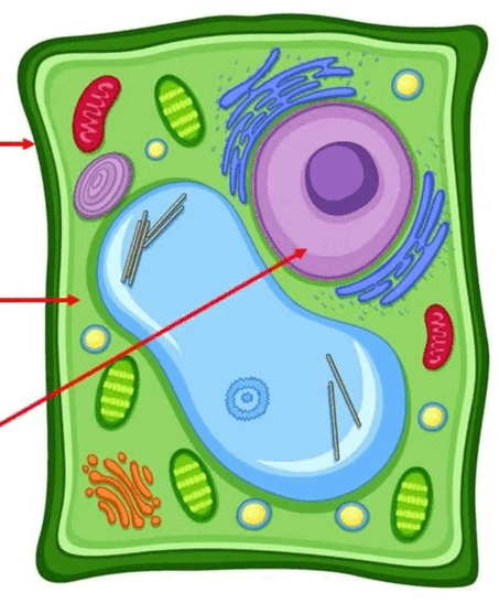 0800c0fw-cb7b-453x557.png