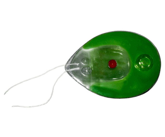 0800c0ke-0181-686x571.png