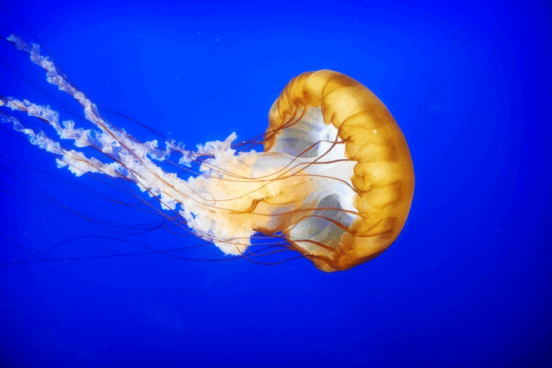 0800c0wf-2176-800x534.png