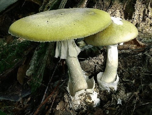 0800c10c-0968-496x375.png