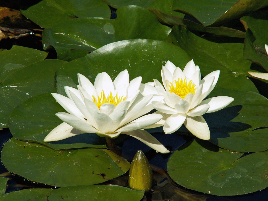 0800c19z-f26b-940x705.png