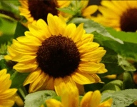 0800c8uo-0b4b-192x150.png