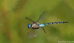 0800ca9j-1c56-239x140.jpg