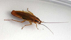 0800ca9n-74f4-245x140.jpg