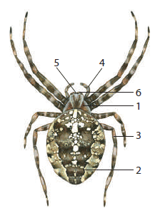 0800cguj-a608-231x292.png