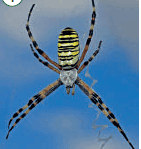 0800cgy4-7d28-141x149.png