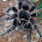 0800cgyx-9753-144x147.png