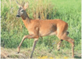 0800ckae-2e68-170x121.png