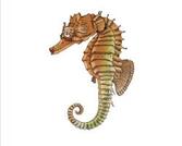Червона книга України. Морський коник довгорилий Hippocampus guttulatus Cuvier, 1829