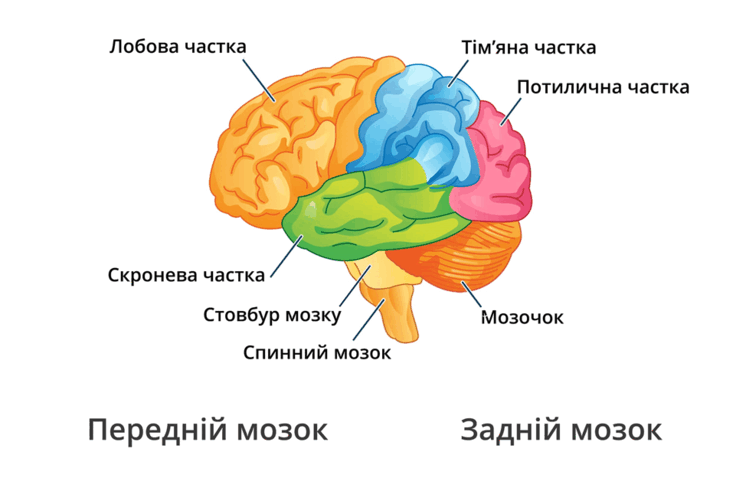 0800cmuf-5f34-746x478.png