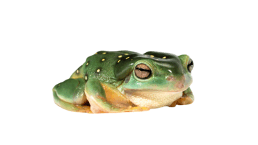 0800ctdx-3e6e-374x211.png