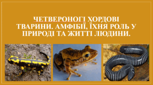 Презентація "Четвероногі хордові тварини. Амфібії, їхня роль у природі та житті людини."
