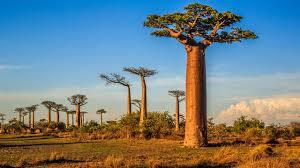 Baobab Tree-Bilder: Stock-Fotos & -Videos. | Adobe Stock