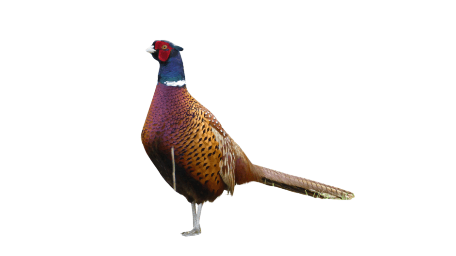 0800cua9-0a5d-940x529.png