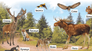 (Копія) Природні зони України. Мішані та широколисті ліси.