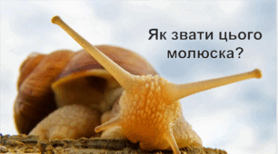Як звати цього молюска?