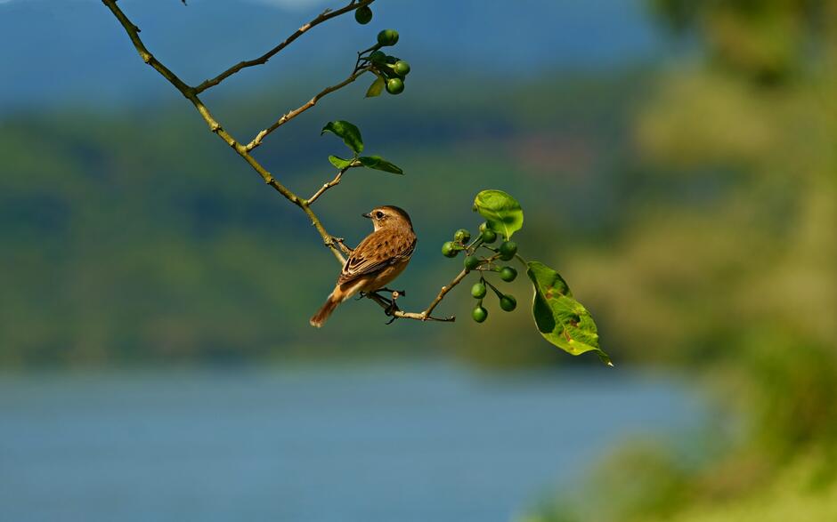 a small bird perched on a branch of a tree