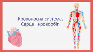 Кровоносна система. Роль серця у кровообігу організму.