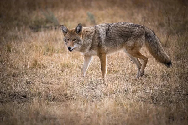 Canis Latrans Койот Намагається Зловити Мишу Ходити Суха Трава Єллоустонському — стокове фото