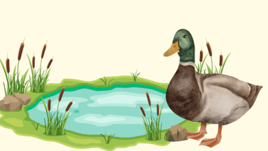 0800db2q-3344-383x216.png