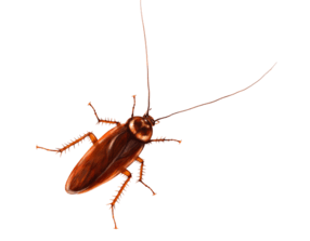 0800dbye-2d7c-286x223.png