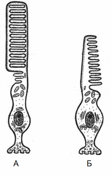 0800dc8z-3f3b-355x562.png