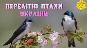 Тематичний тиждень "Перелітні птахи України"
