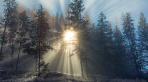 Виготовлення мікропрепаратів шкірки луски цибулі