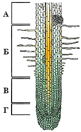 0800dgca-65f8-161x262.png