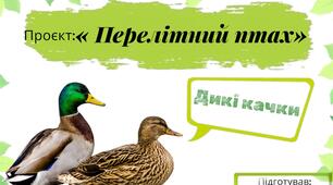 Проєкт з ЯДС «Перелітний птах» Дикі качки