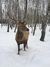 0800dij6-9c87-201x268.jpg