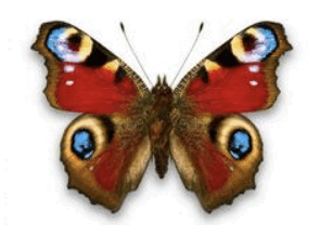 0800dvqo-57d4-307x218.png