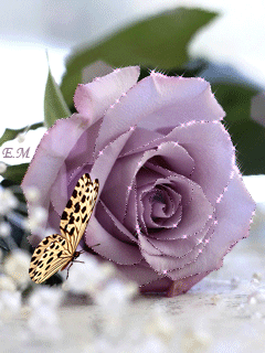 0800e3wt-fdd4-240x320.gif