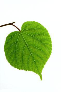 0800e4g5-9155-236x354.jpg