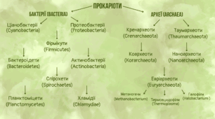 Відділи прокаріотів