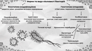 Форми та види мінливості бактерій