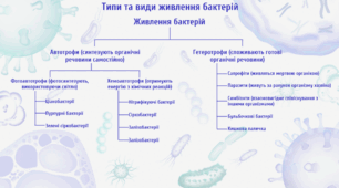 Типи та види живлення бактерій
