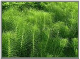 0800eoi3-d723-263x194.png