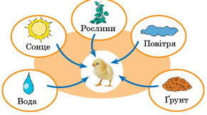 Пізнаємо взаємозв’язки у природі