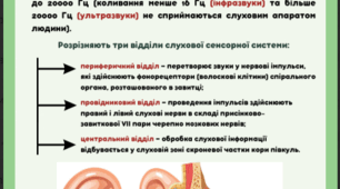 Тема 11. Слуховий аналізатор (з електронного конспекту "Анатомія, фізіологія, гігієна дітей шкільного віку з аномаліями розвитку")