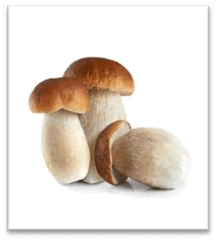 0800fcke-2a00-310x345.png