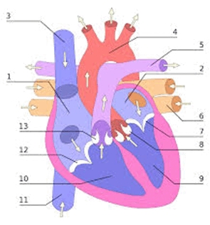 0800fcwg-1bf0-335x359.png