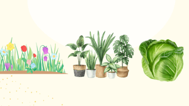 0800fira-1823-368x207.png