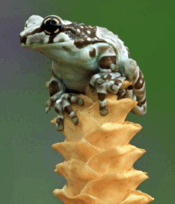 0800fpwj-3f95-178x208.png