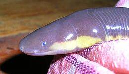 Ichthyophis