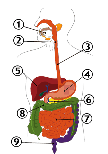 0800frx1-09d9-356x510.png