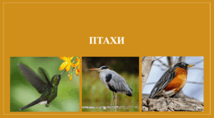 Презентація "Птахи".